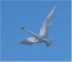 David's Swan
