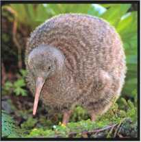 kiwi bird